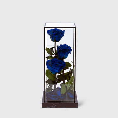 Deep Blue Bella Trio - Infinity Roses - BLACK AND BLANC