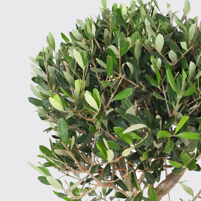 Olive Tree Plant