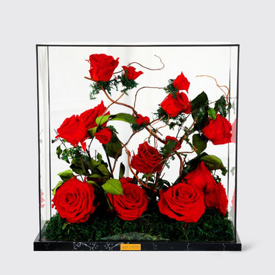 Garden Bella Le Luxi - Infinity Roses