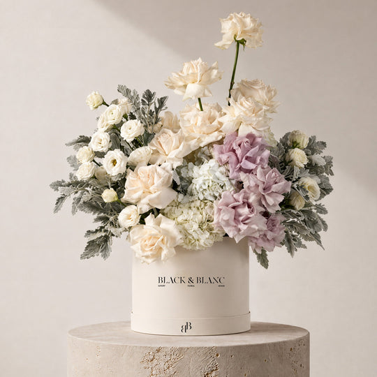 Perle in Box - BLACK AND BLANC