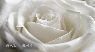 White Roses Meaning And Symbolism: Learn Everything
