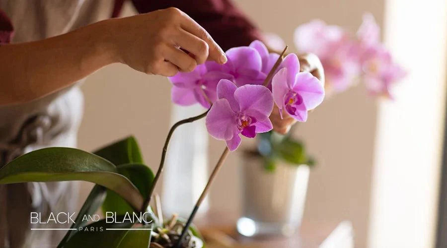 A Guide to Orchid Flower Care - BLACK AND BLANC 