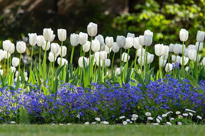 A Guide to Thriving Outdoor Plants in Dubai
