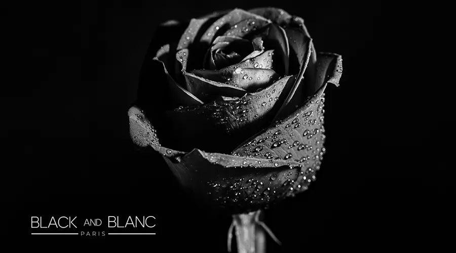 Black Rose Meaning: the Deep Symbolism Behind This Enigmatic Bloom