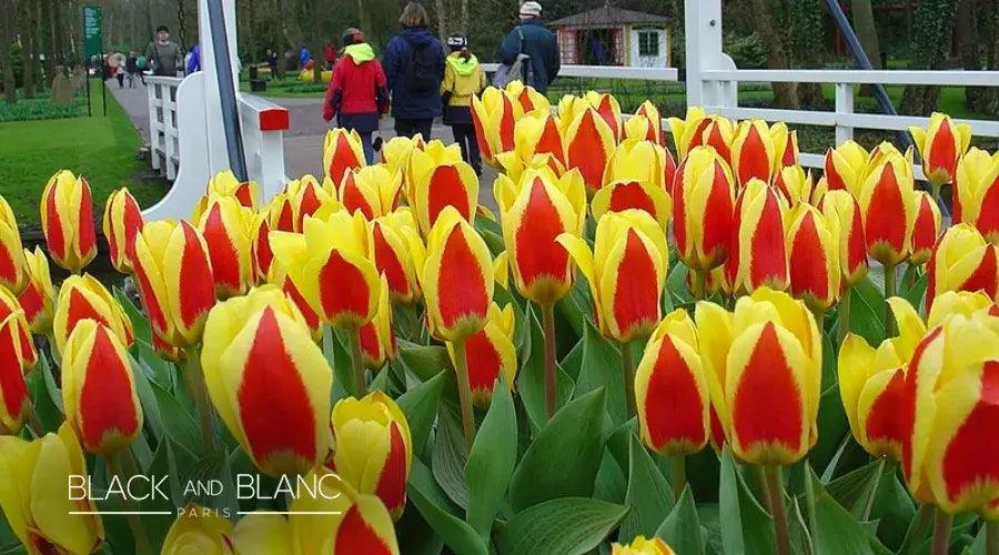 Famous Flower Festivals - BLACK AND BLANC 
