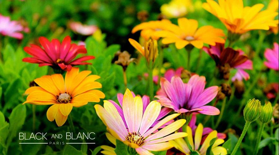 Long-lasting Summer Flowers - BLACK AND BLANC 
