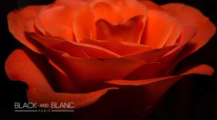 Looking After Forever Roses: A Comprehensive Guide - BLACK AND BLANC 
