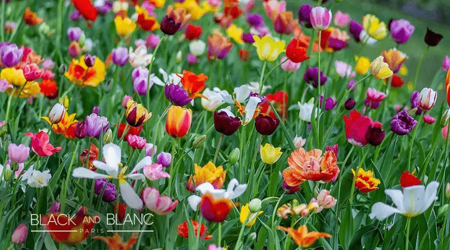 Seasonal Blooms: The Best Flowers For Each Time Of Year - BLACK AND BLANC 
