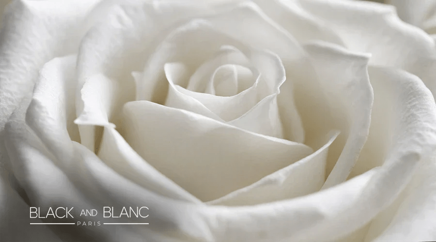 White Roses Meaning And Symbolism: Learn Everything - BLACK AND BLANC 