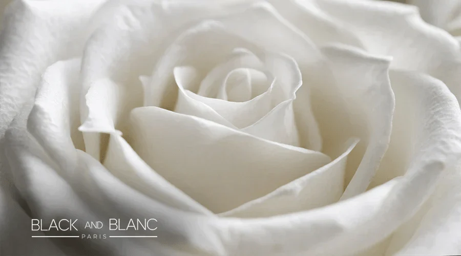 White Roses Meaning And Symbolism: Learn Everything - BLACK AND BLANC 
