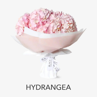 Hydrangea - BLACK AND BLANC 