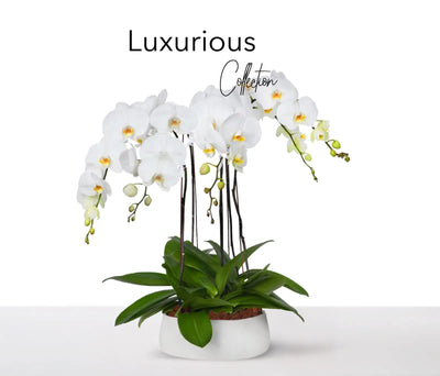 Luxury CollectionElevate Your Floral Experience: Luxury Flowers Delivery Dubai with BLACK AND BLANC