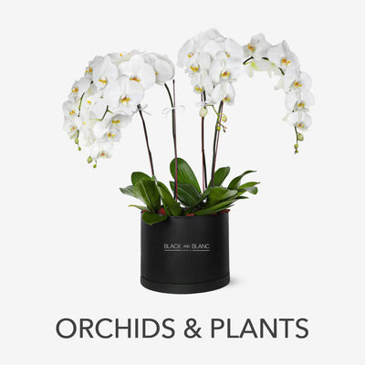 Orchids & Plants