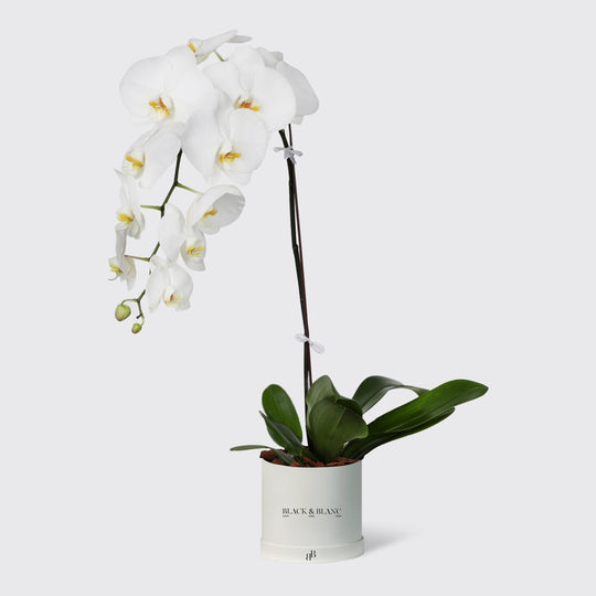 1 White Orchid in Box - BLACK AND BLANC
