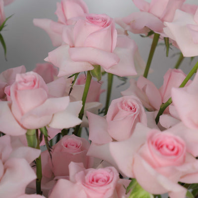 Cluster of delicate pink roses with green stems in 100 Pink Roses in Box - Fresh Flowers