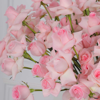 100/101 Pink Roses in Box - BLACK AND BLANC