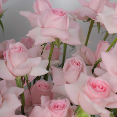 100/101 Pink Roses in Box - BLACK AND BLANC