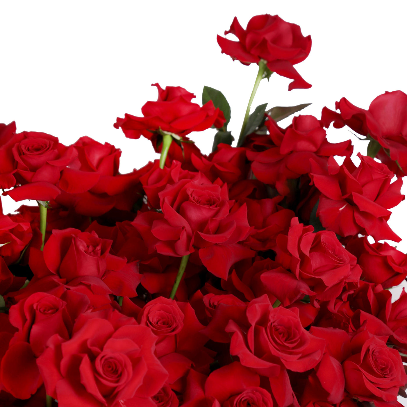 100 Red Roses in Box- Fresh Flowers - Box