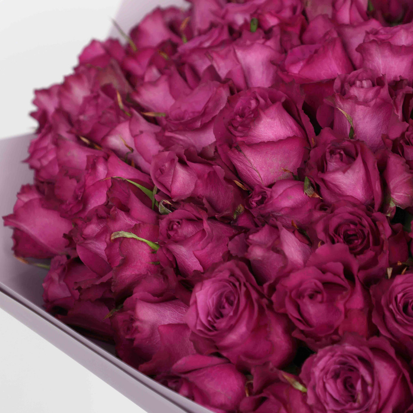 100 Purple Roses Bouquet - Fresh Flowers - Bouquet