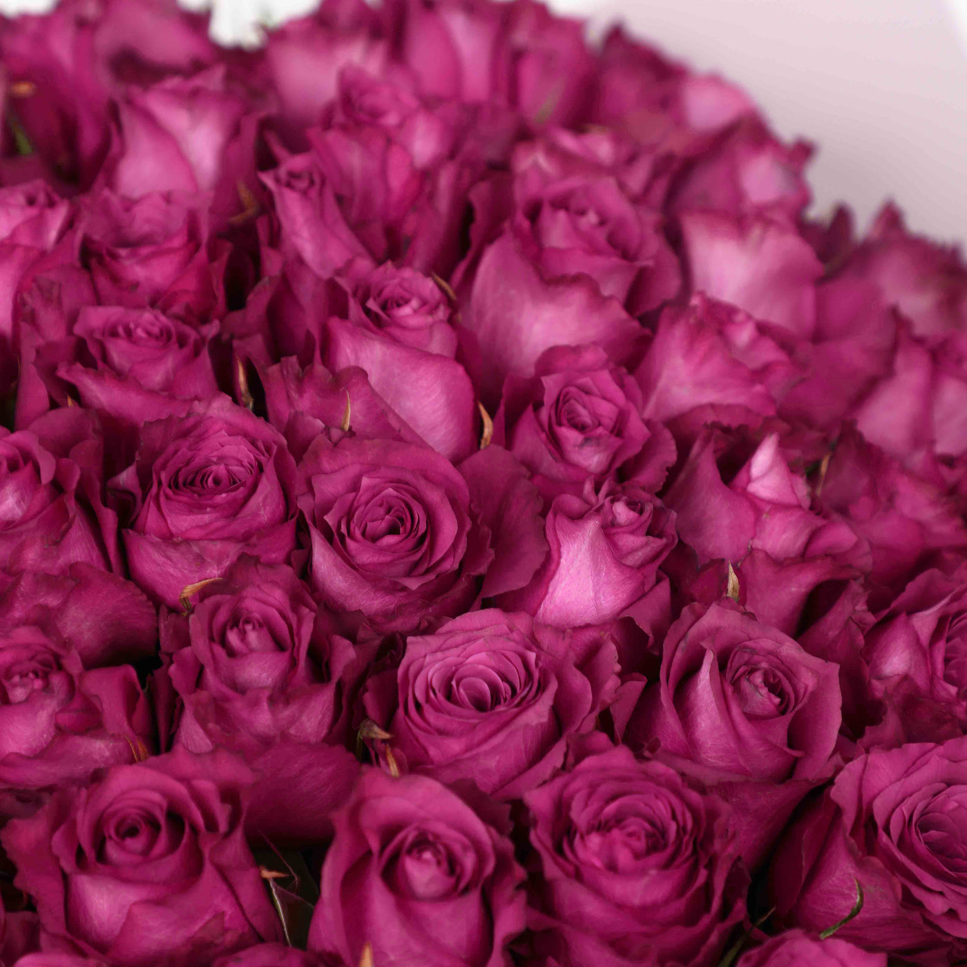 100 Purple Roses Bouquet - Fresh Flowers - Bouquet