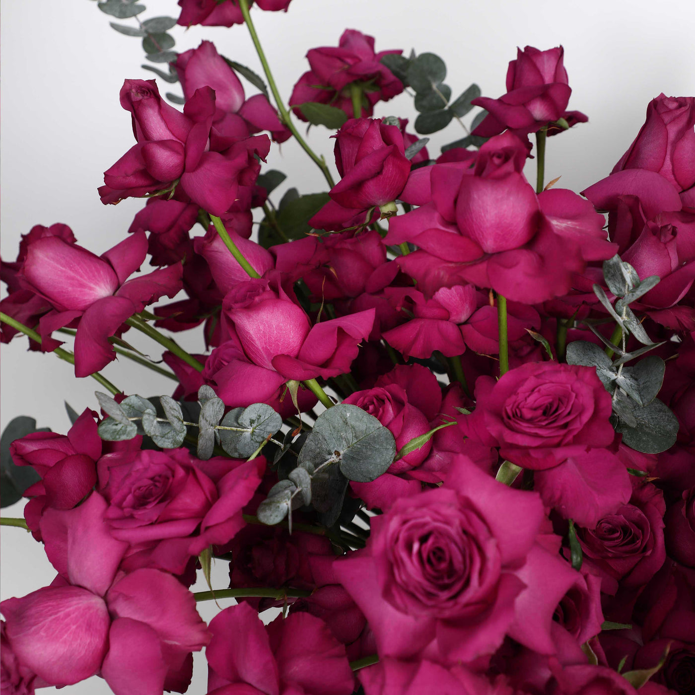 100 Purple Roses in Box - Fresh Flowers