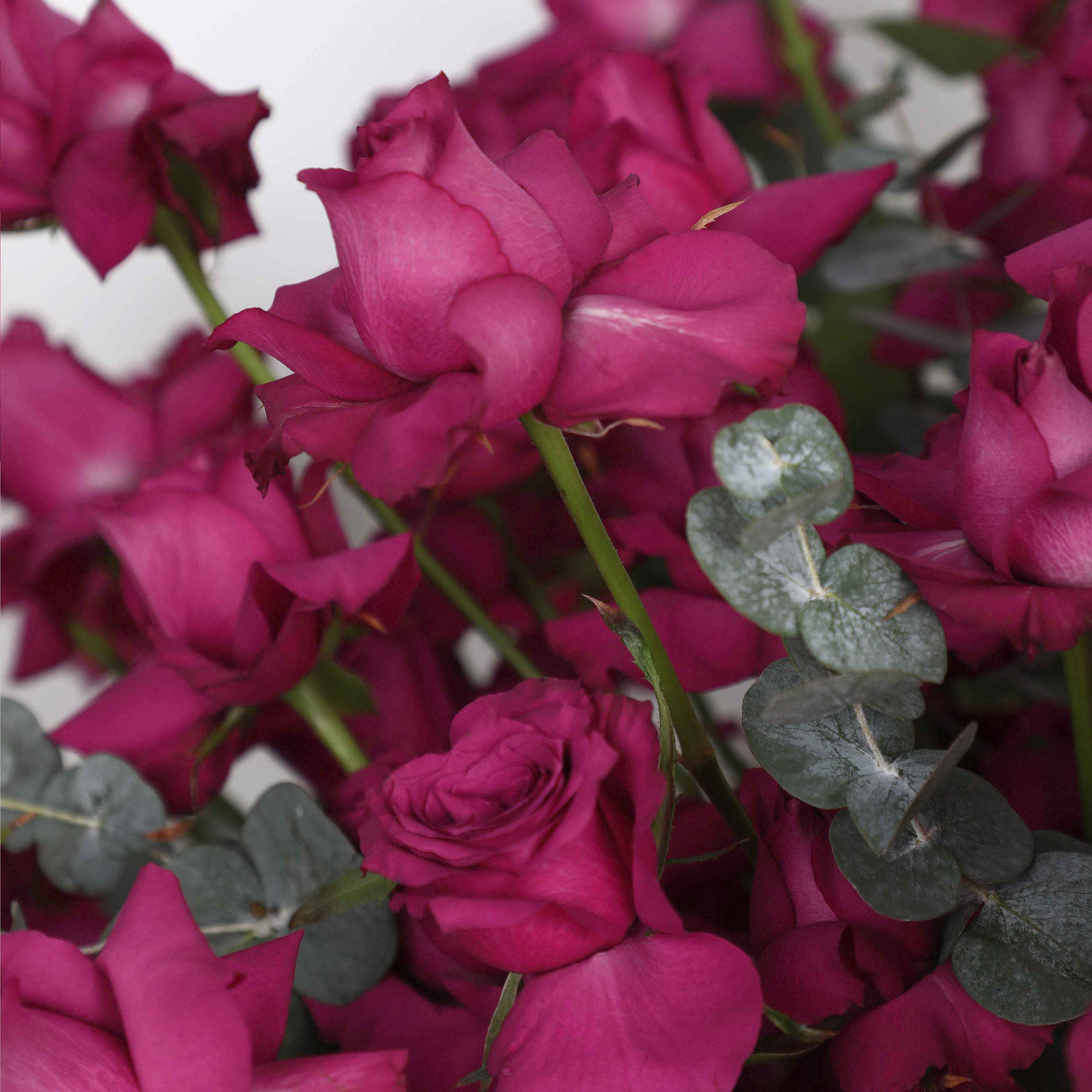100 Purple Roses in Box - Fresh Flowers