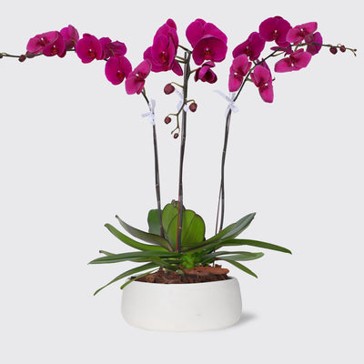 Purple Orchidées in Vase - Fresh Flowers