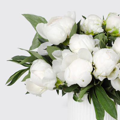 White Peony in Vase - Fresh Flowers - BLACK AND BLANC