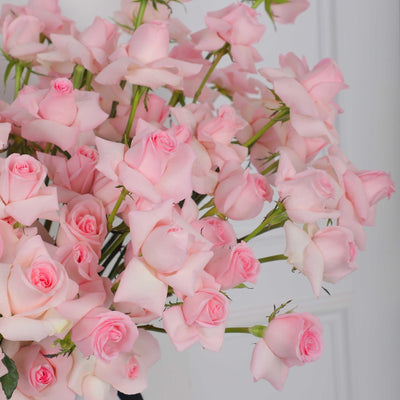50/51 Pink Roses in Box - Fresh Flowers - BLACK AND BLANC