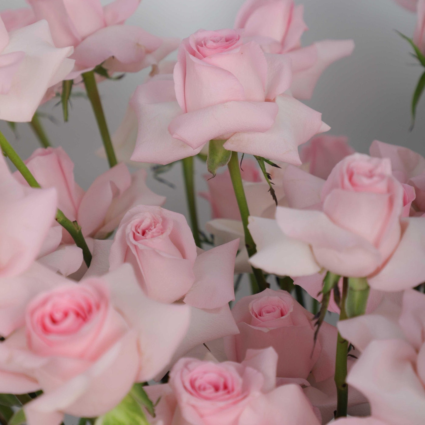 50/51 Pink Roses in Box - Fresh Flowers - BLACK AND BLANC
