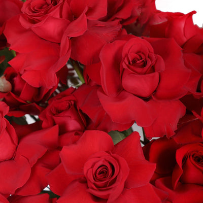 50/51 Red Roses in Box - BLACK AND BLANC