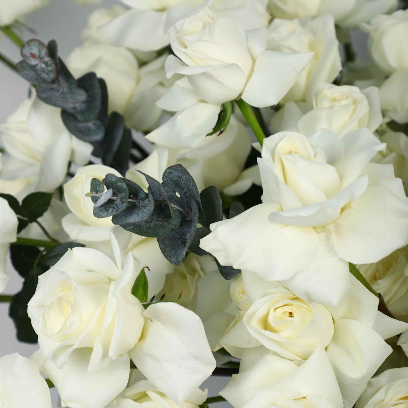 50/51 White Roses in Box - BLACK AND BLANC