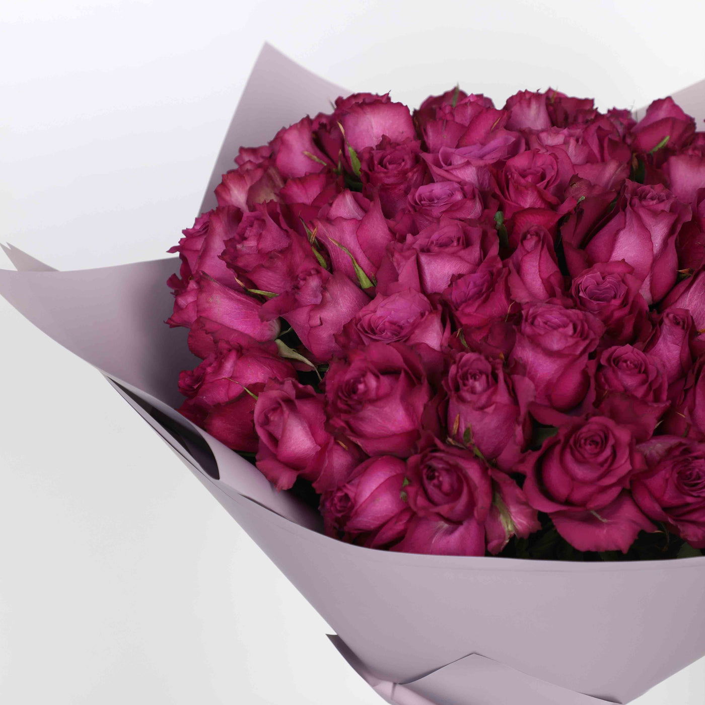 50 Purple Roses Bouquet - Fresh Flowers - Bouquet