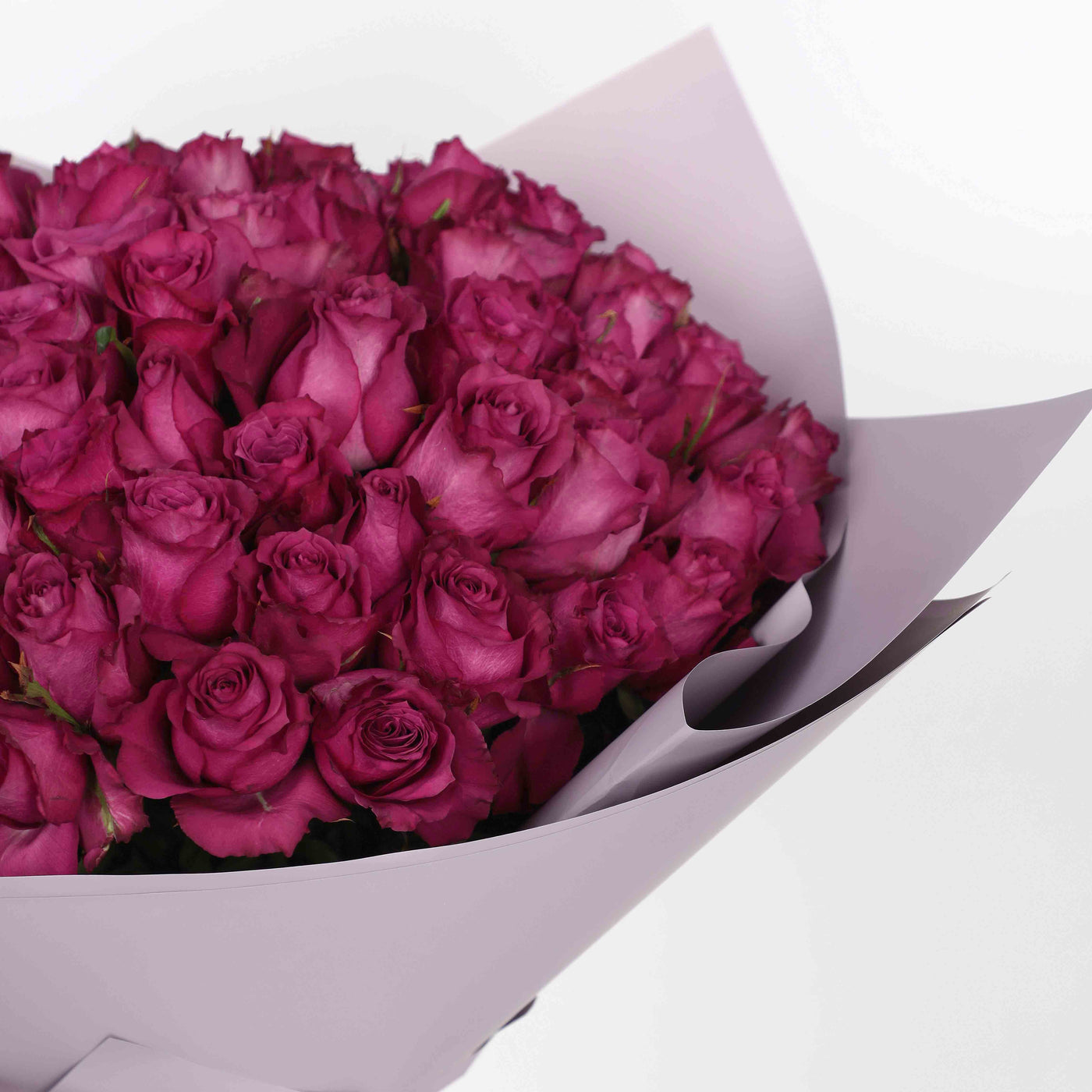 50 Purple Roses Bouquet - Fresh Flowers - Bouquet