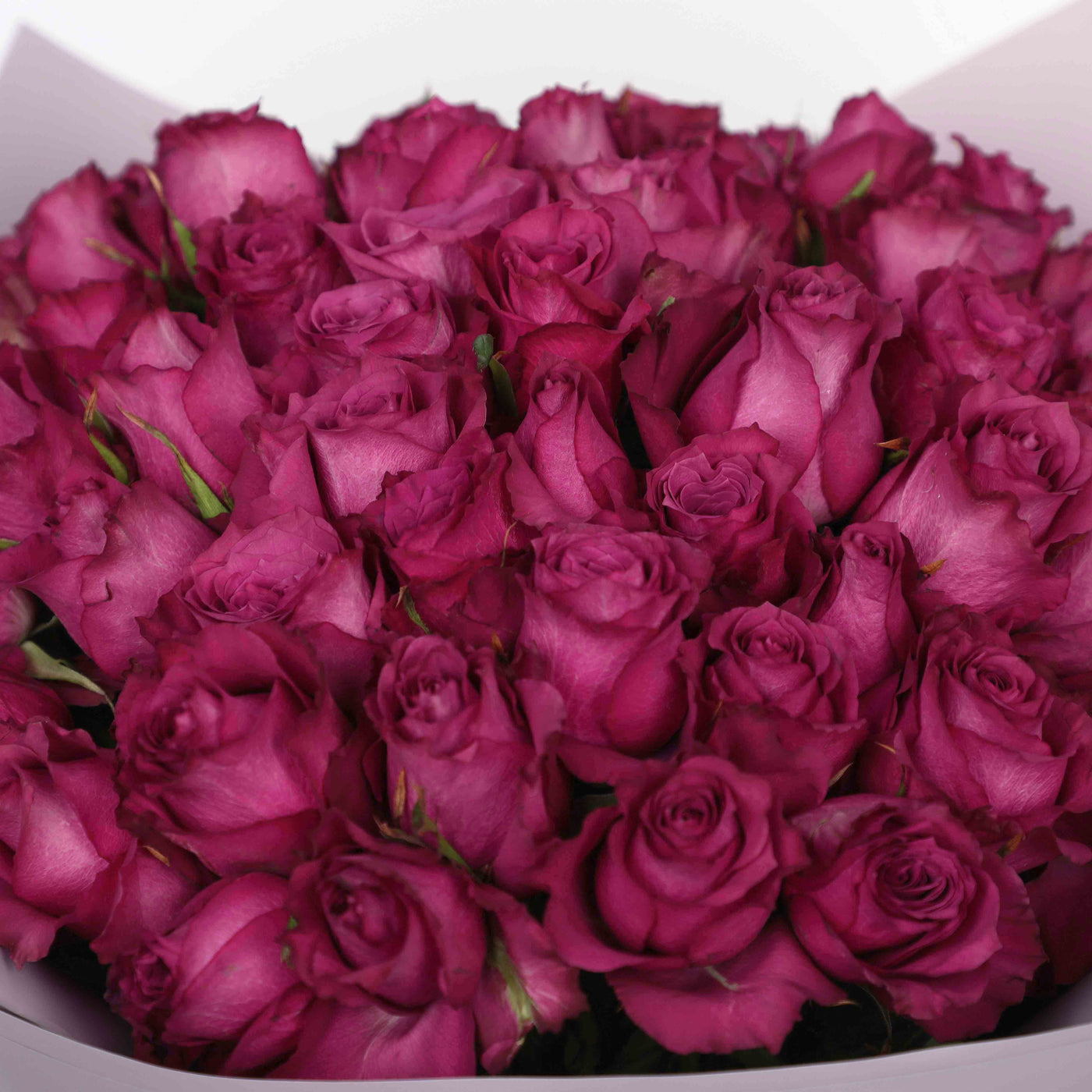 50 Purple Roses Bouquet - Fresh Flowers - Bouquet