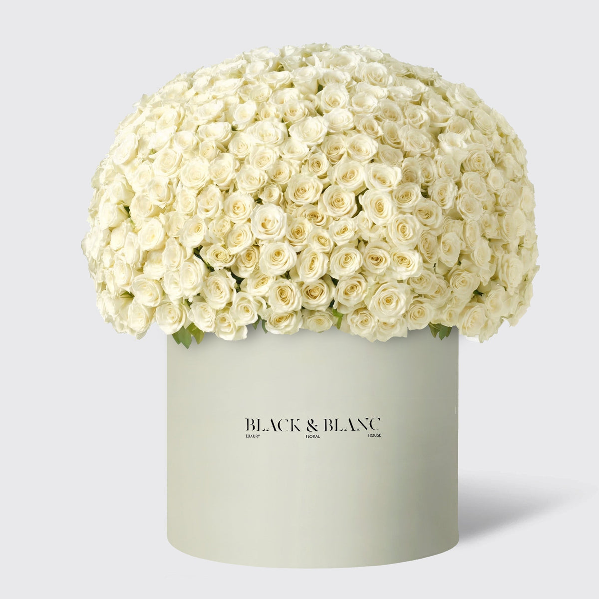 500/501 White Roses in Opus