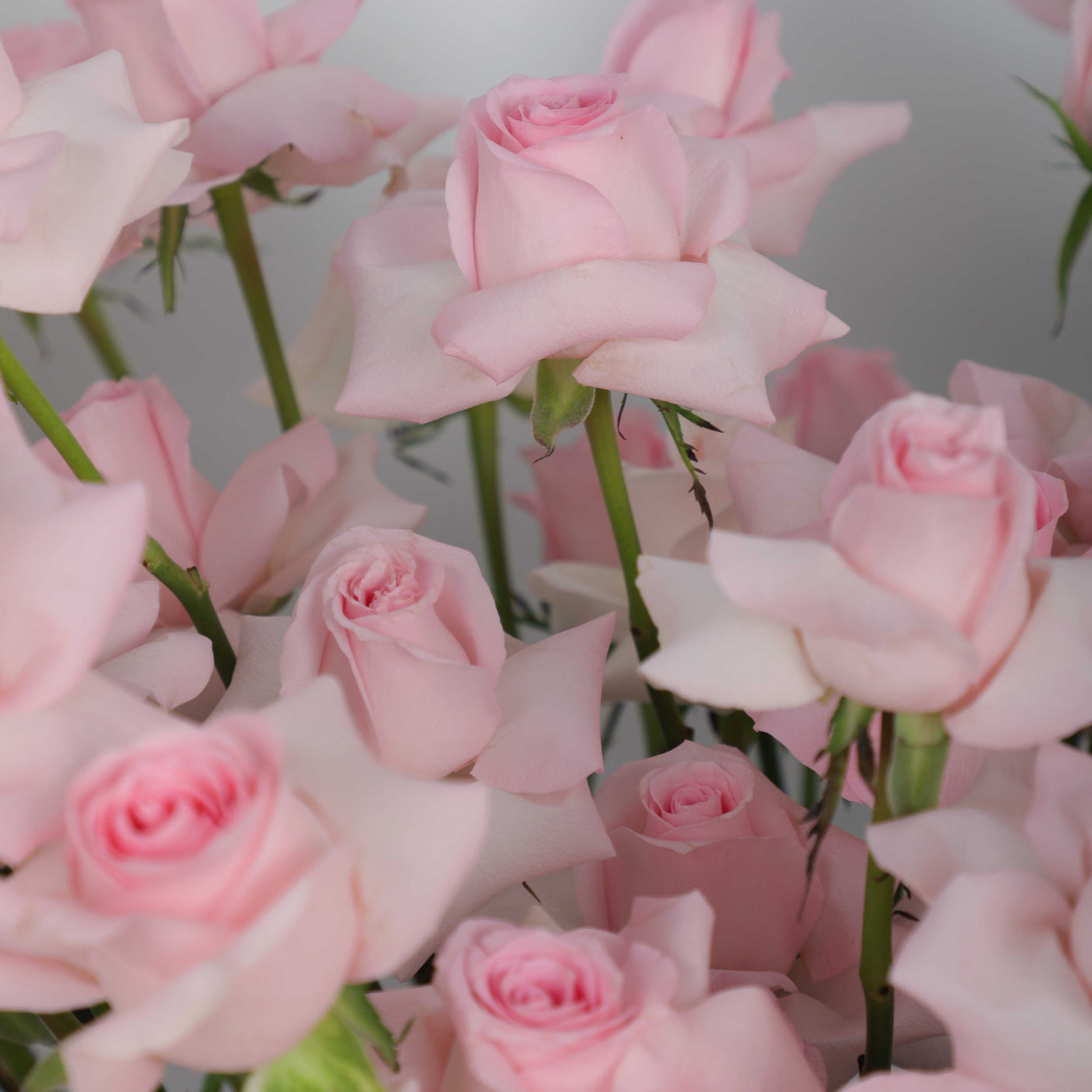 50 Pink Roses in Box - Fresh Flowers