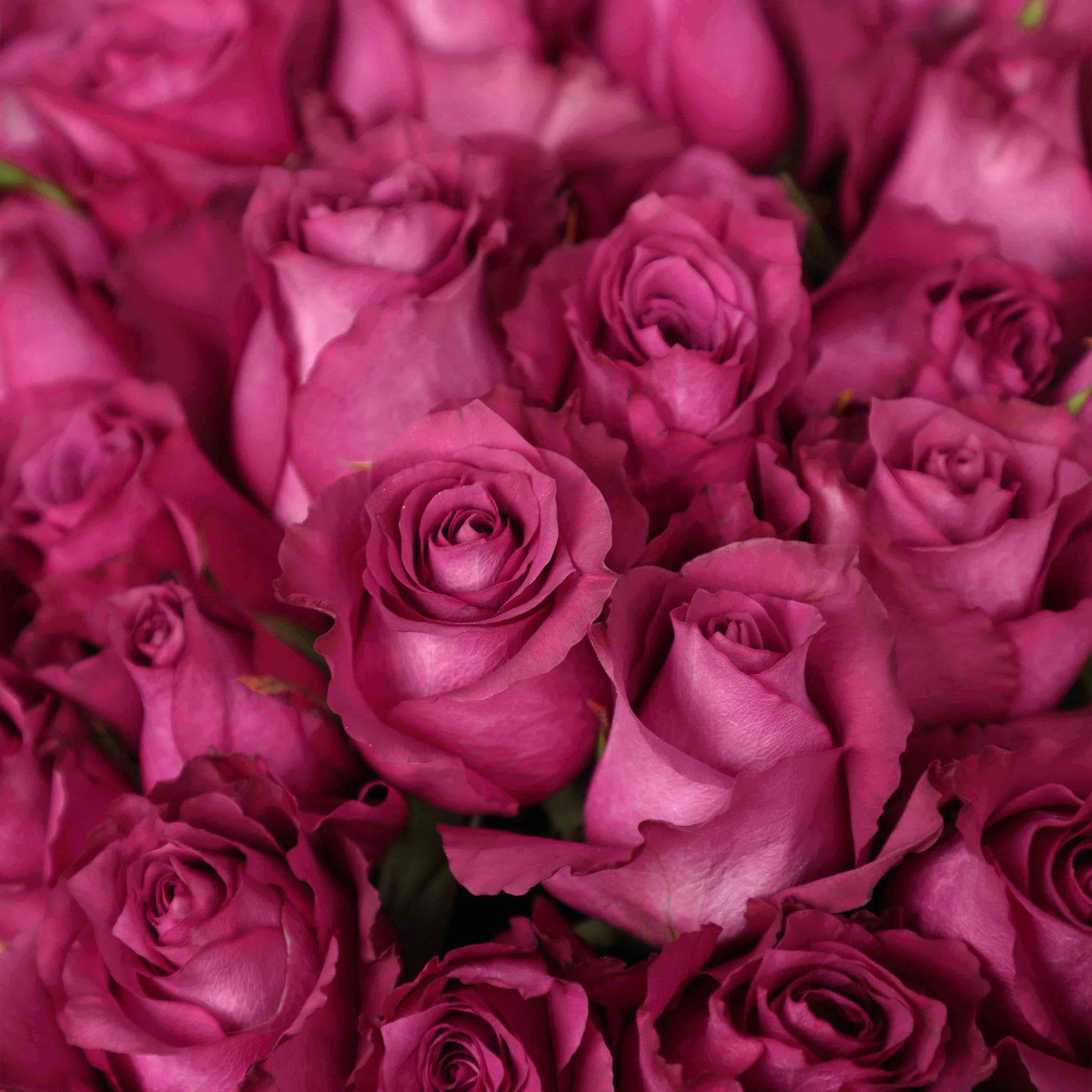 50 Purple Roses Bouquet - Fresh Flowers