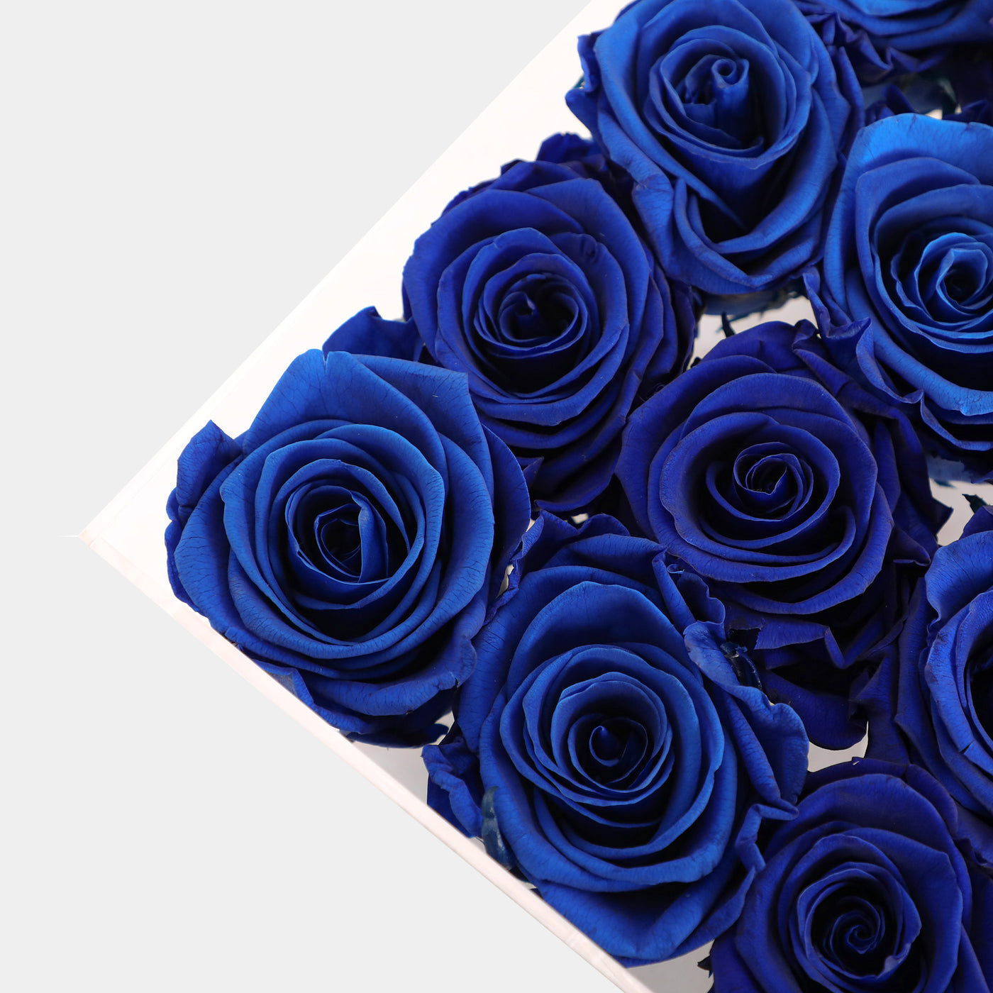Deep Blue Infinity Roses
