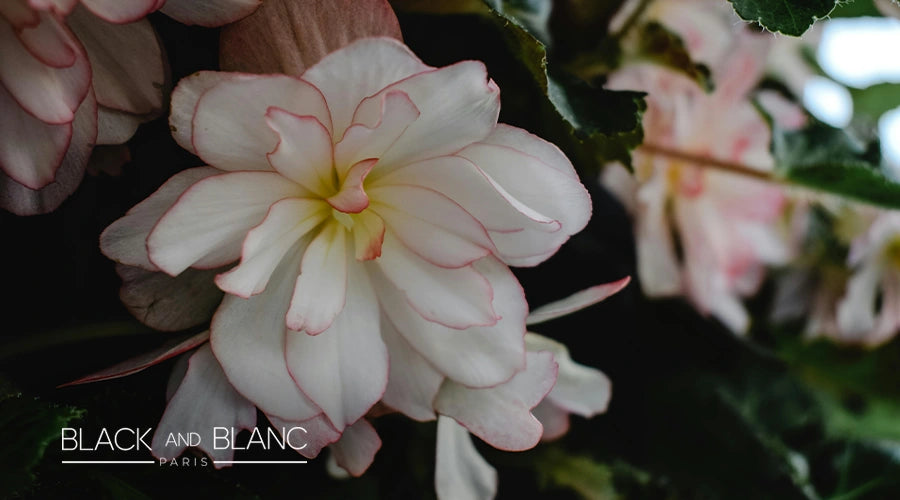 Begonias-as-long-lasting-summer-flowers