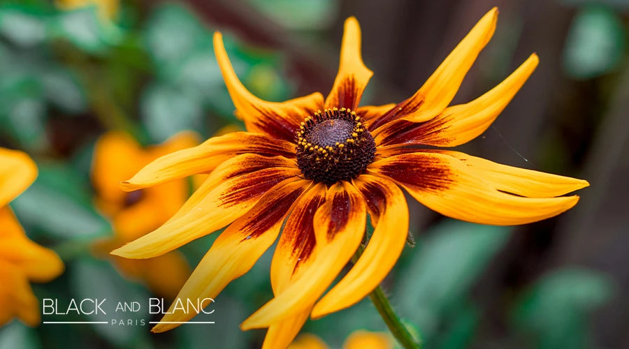 Black-eyed-Susans-as-long-lasting-summer-flowers