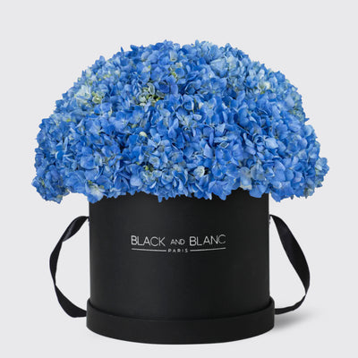 Blue Hydrangea in Box - Fresh Flowers