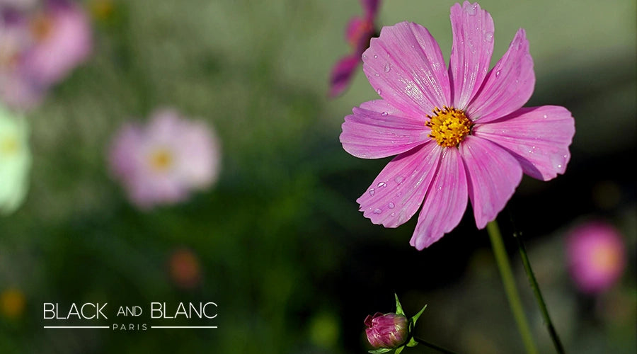 Cosmos-as-long-lasting-summer-flowers