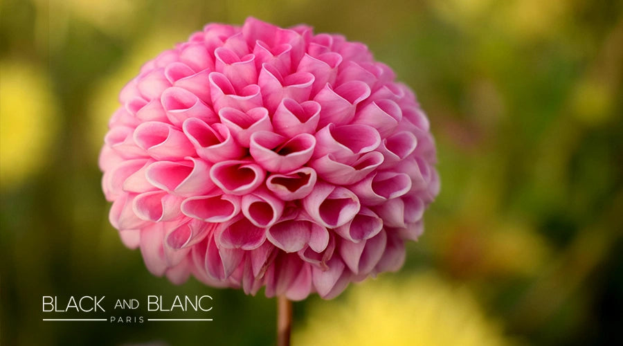 Dahlias-as-long-lasting-summer-flowers