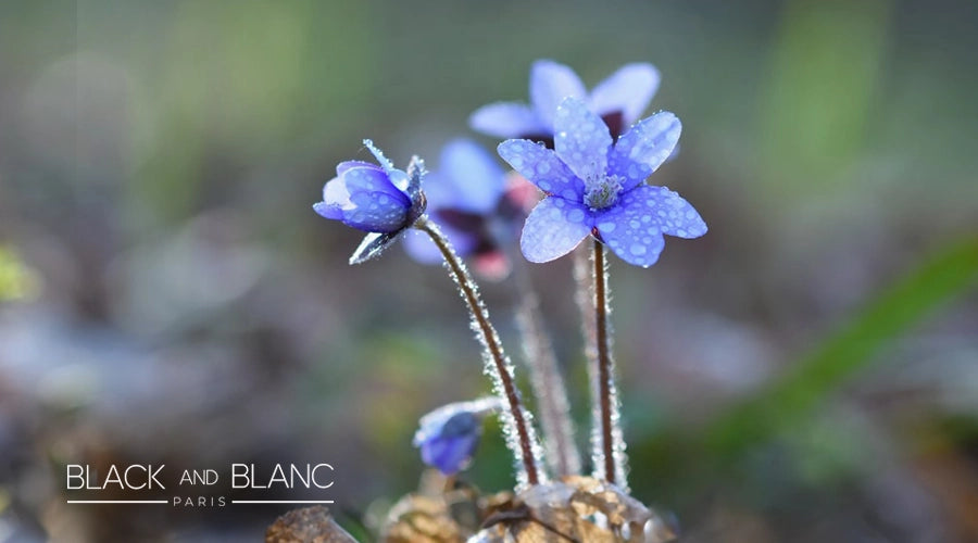 Forget-Me-Nots-flower