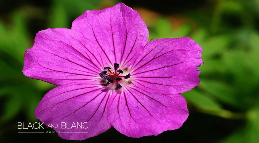 Geraniums-as-long-lasting-summer-flowers