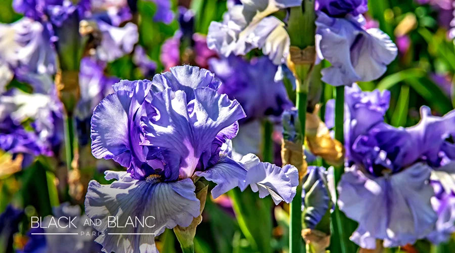 Gladiolus-as-goodbye-flower