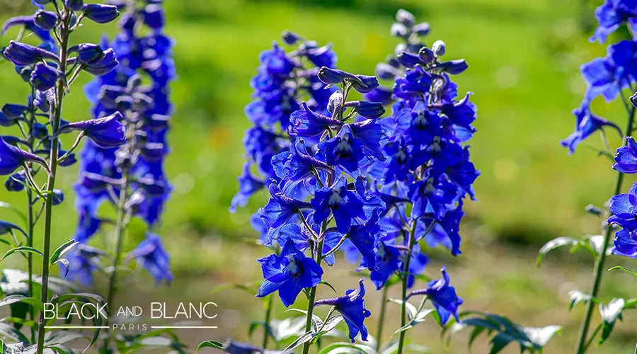 July-birth-flower-Larkspur