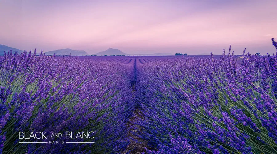 Lavender-Summer-Flowers