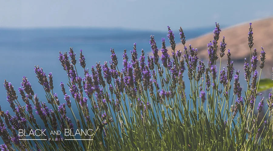 Lavender-as-long-lasting-summer-flowers